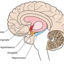 H4H. The Basal Ganglia: The bottom-up ‘engines’ for habitual responses