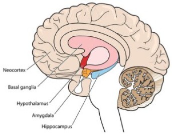 H4H. The Basal Ganglia: The bottom-up ‘engines’ for habitual responses